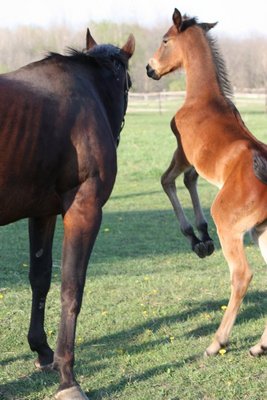 Product picture Animals