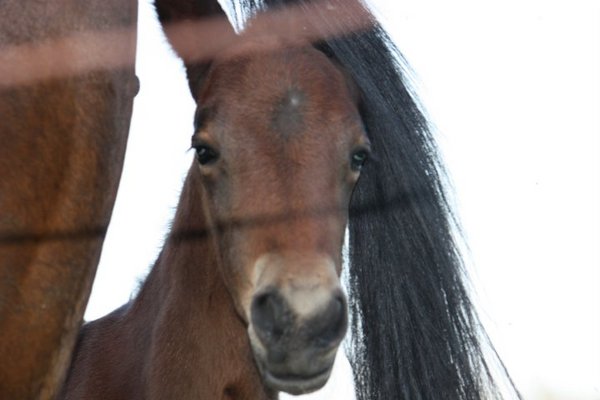 Product picture Animals